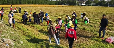 泗泾镇第三届农耕文化节来啦！