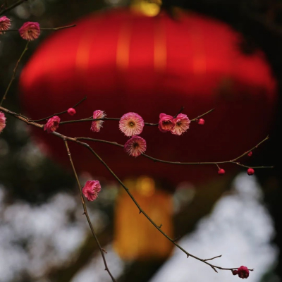 松江醉白池，一树梅开一风景