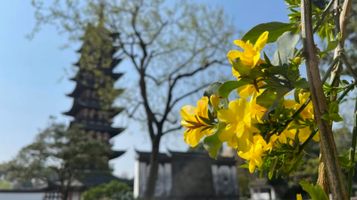 春暖花开，松江方塔园邀你云赏花