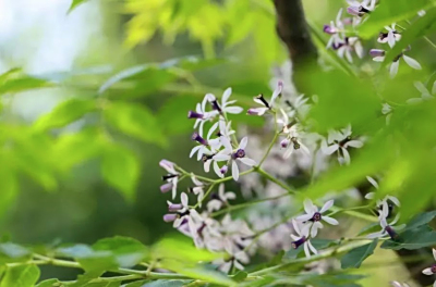 醉白，一树楝花开