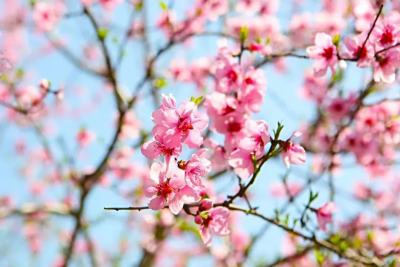 全域旅游 | 春日缘游，浪漫琦遇，欢乐谷蝴蝶节3月3日正式开启！