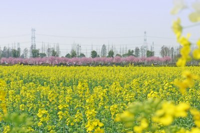 全域旅游 | 松江这个地方大片「油菜花海」绽放，美到无边！