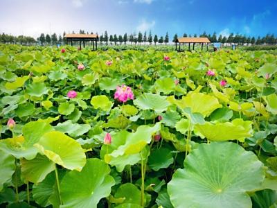 清凉一夏！夏季松江8大新看点好去处，快来打卡~