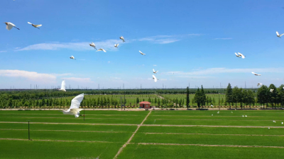 全域旅游 | 初秋出游绝佳地，万亩良田等你来~