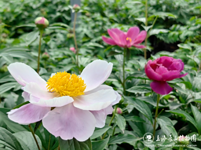 春季问山十八游｜辰山芍药花开，共赴花神之约